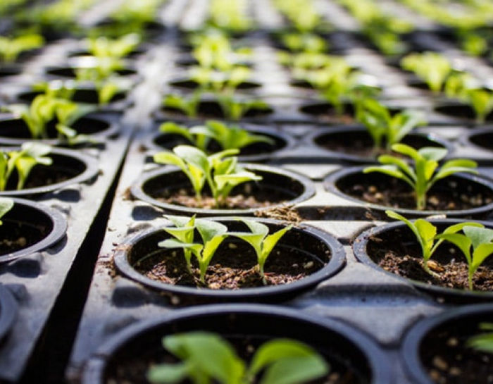 Как вырастить большие шишки конопли на улице и в помещении Как вырастить большие шишки конопли на улице и в помещении