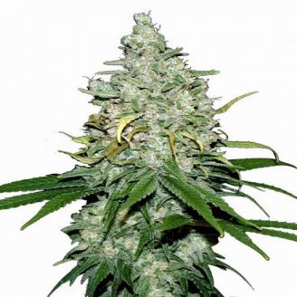 Сорт семян конопли Fat Bastard Auto Fem.