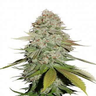 Сорт семян конопли Keepers OG Auto Fem.