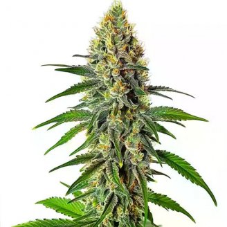 Сорт семян конопли Mint Jelly Auto Fem.