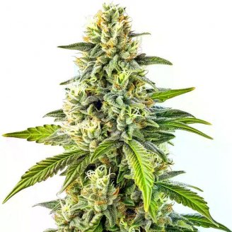 Сорт семян конопли Mango Sherbert Auto Fem.