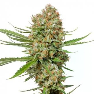 Сорт семян конопли Lemon Cherry Cookies Auto Fem.