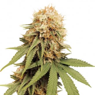 Сорт семян конопли Permanent Marker Auto Fem.