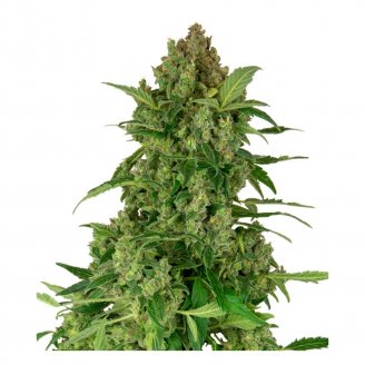 Сорт семян конопли Gelato CBD Fem.